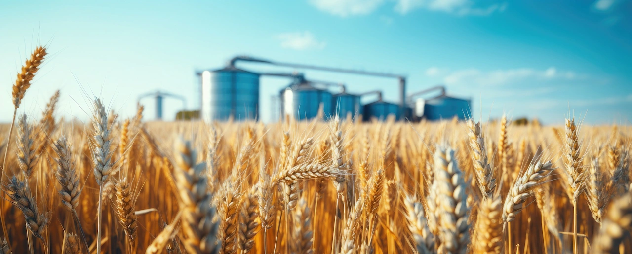 Yellow maize, yellow maize field, blue skies with silos in the bacground