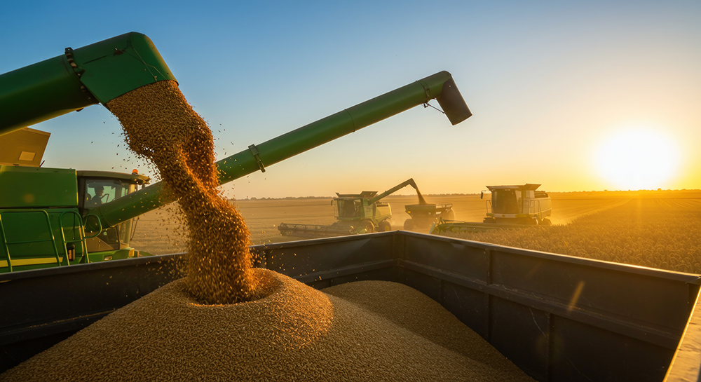 Bulk grain loading onto trucks for SADC cross-border transport