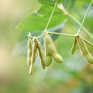 Africa Grains closeup product image of green soybean seeds on plant