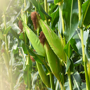 Close up image of corn buds in a green corn field