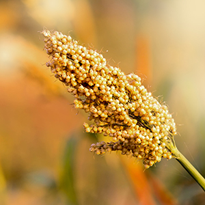 Close up shot of sorghum plant seeds