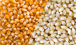 Yellow maize kernels ready for bulk loading