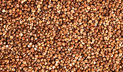 Red sorghum grain for food and beverage uses