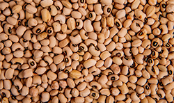 Soybeans in bulk for feed and processing