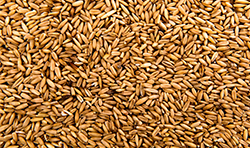 Wheat grain close-up for milling
